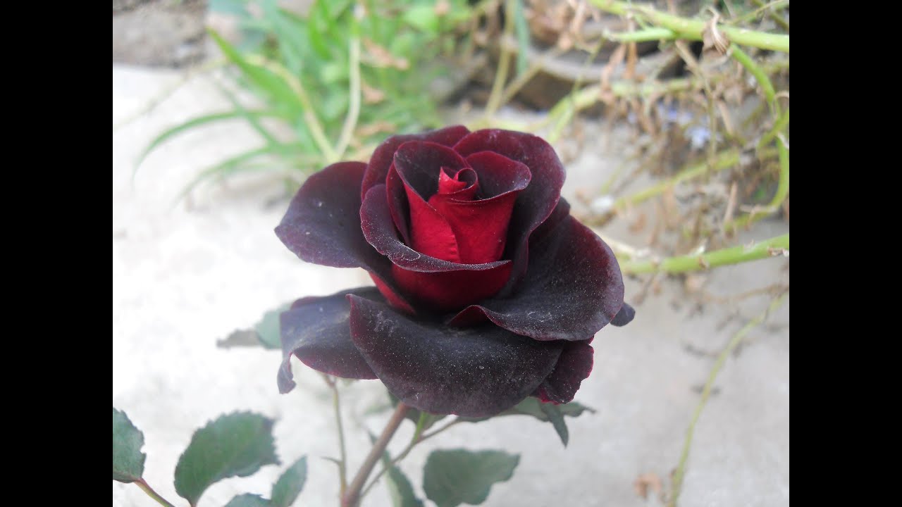 How To Plant And Care Of Rose YouTube how-to-plant-and-care-of-rose-youtube