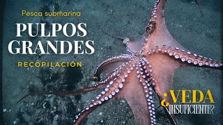 💥Compilação de polvos grandes - Ciclo reprodutivo e período de veda - Caça submarina Galiza