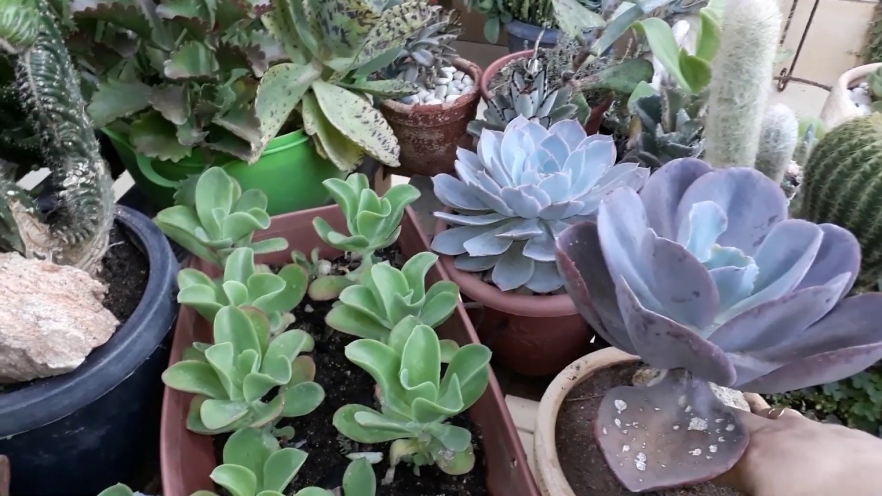 Como estão minhas plantas depois do sombrite!