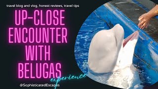 Download Mp3 Up-Close Encounter with Belugas | SeaWorld San Diego | 3-WEEK LUXURY ROAD TRIP πΊπΈ Gudang lagu Download Mp3 Up-Close Encounter with Belugas | SeaWorld San Diego | 3-WEEK LUXURY ROAD TRIP πΊπΈ