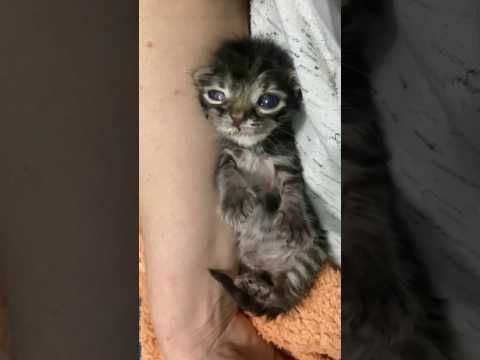 Котенок с аномалией. Энди уже 2 недели