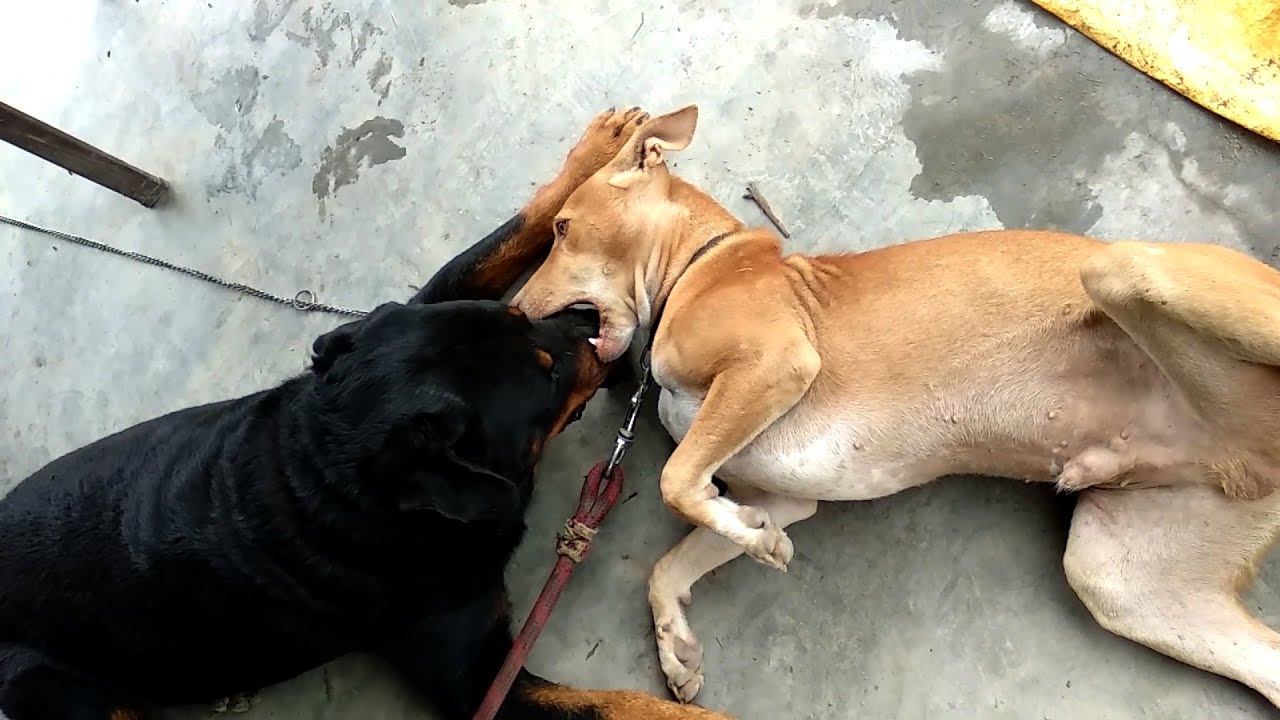 Rottweiler Vs. Indian Stray Dog : Playing together [ Alvis Vs. Haachi ...