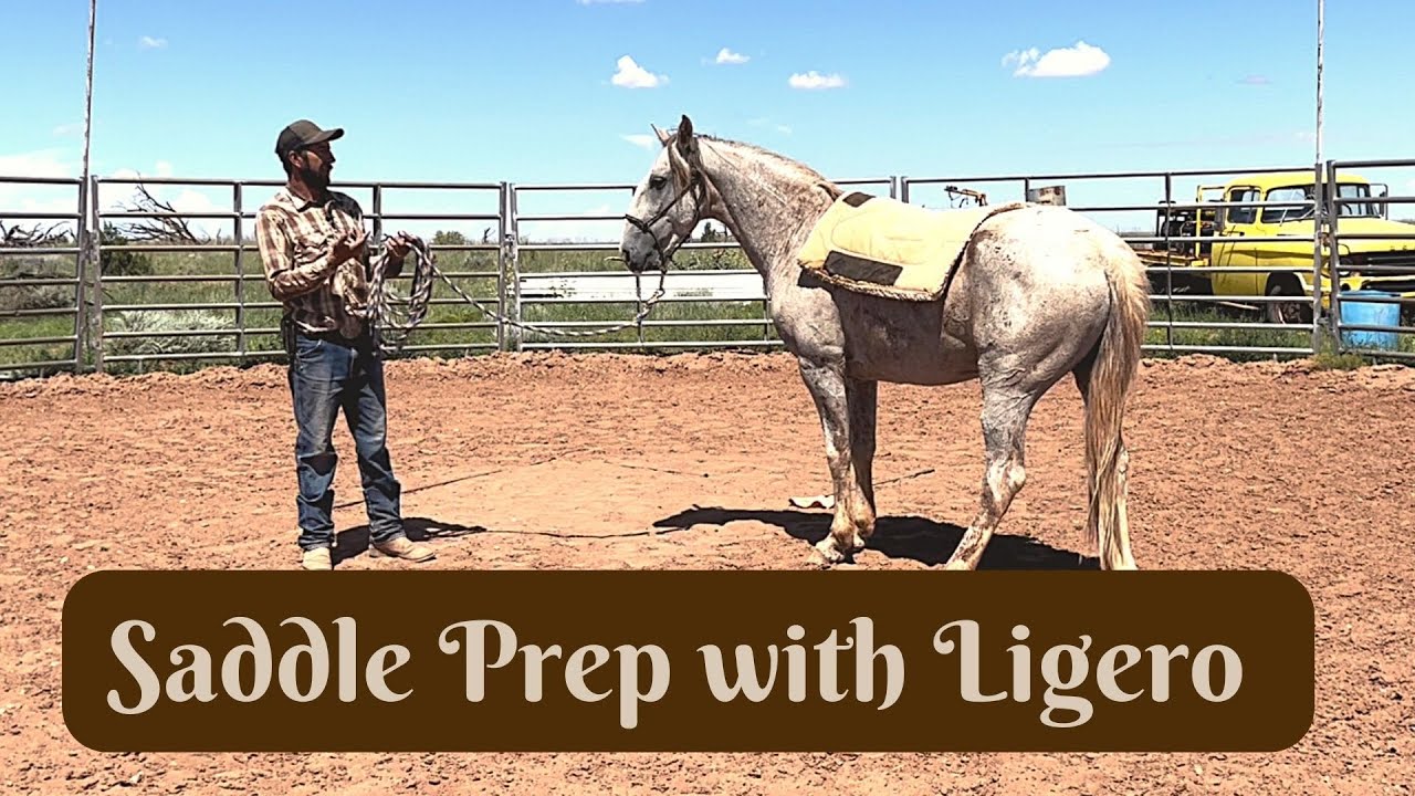Mustang Training: Saddle prep - Desensitizing with the saddle pad