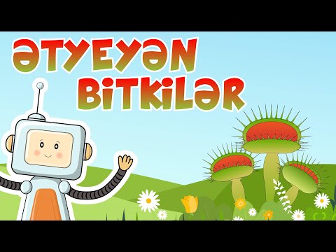 Heç bitkilər ət