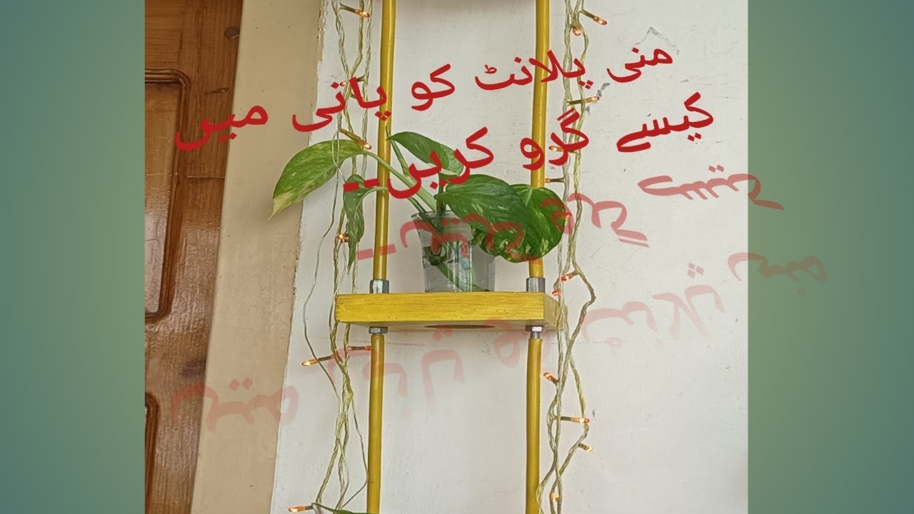 Money Plant Ko Pani Me Kesy Grow Kare How To Grow Money Plant Water money-plant-ko-pani-me-kesy-grow-kare-how-to-grow-money-plant-water