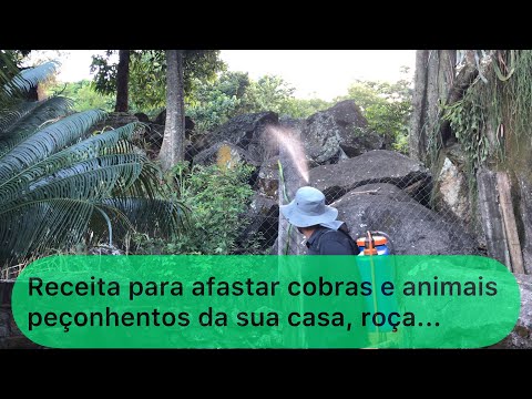 Vídeo: Como se livrar da naftalina das cobras?