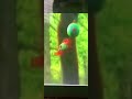 Thomas and Ace Crash Out of the Mine! l Big World Big Adventures Remake