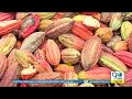 Tumaco le apuesta al Cacao - PDT Nariño | Noticiero 90 Minutos