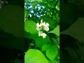 ଆମ ବାଡ଼ି ରେ ଶିମ୍ବ ଫୁଲ  #shorts #ytshorts #creativeideas #simba #jhata