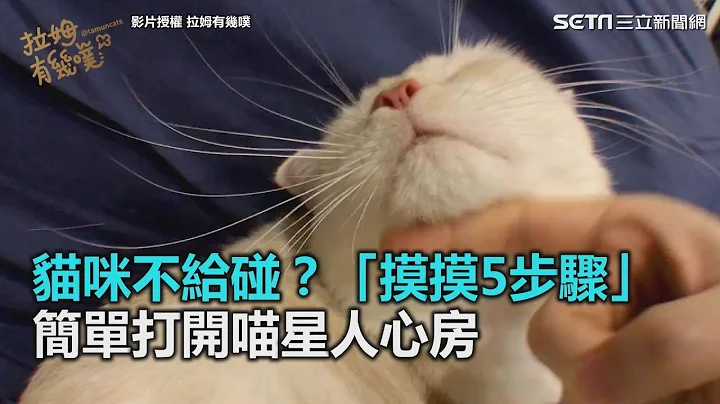 猫咪不给碰？“摸摸5步骤”　简单打开喵星人心房｜三立新闻网SETN.com - 天天要闻