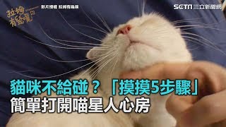 貓咪不給碰「摸摸5步驟」　簡單打開喵星人心房三立新聞網SETN.com