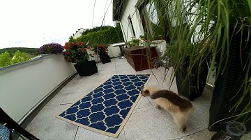 Xiaomi Yi Superview Waffle Script Test