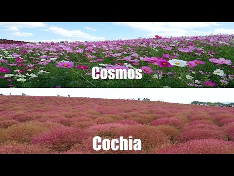 Vídeo: Vassoura Cochia