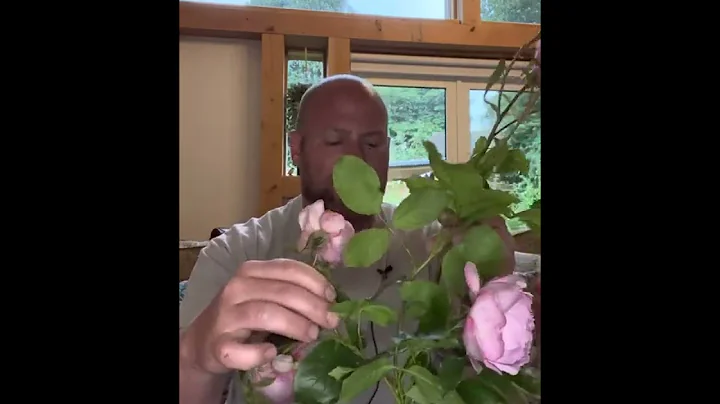 Personal review of rose  mill on the floss from @D...