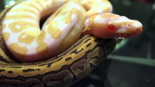 Mini ball python clip