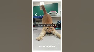 Cat nip time! happy 2024! #cats #cat #catvideos #catnip #funnycats