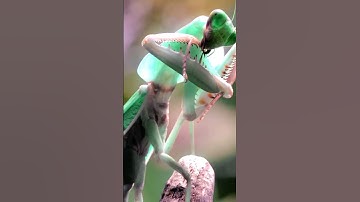 the sphere experience #lasvegas #spherelasvegas #sphere #travel   #theworld #tower  #towerworkers