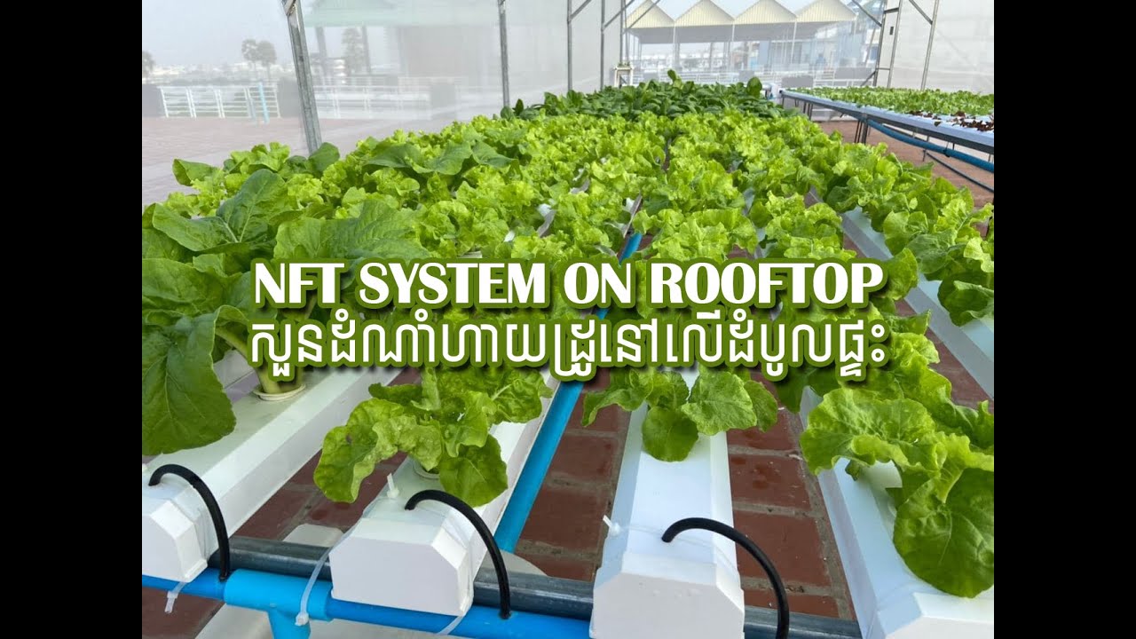 សួនដំណាំហាយដ្រូលើដំបូលផ្ទះល្វែង | Rooftop Hydroponics Garden NFT