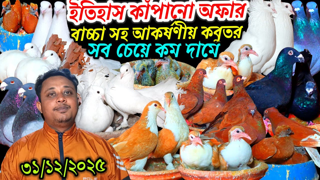 ইতিহাস কাঁপানো অফার বাচ্চা সহ আকর্ষণীয় কবুতর বিক্রি হবে সব চেয়ে কম দামে ফেন্সি রেসার কবুতর কিনুন