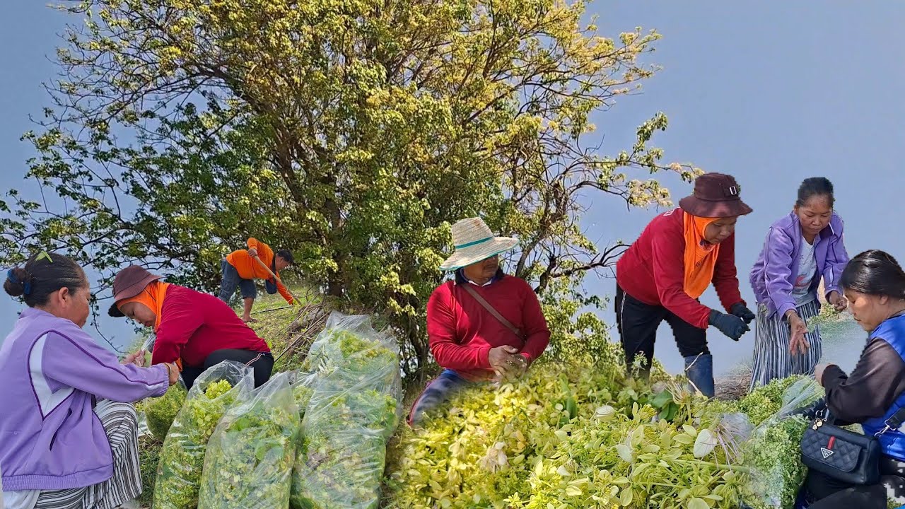 วันนี้พามาเก็บผักกุ่มผักก่ามส่งออเดอร์fcงามๆมากเป็นตาดองแซบสุดๆ ทีเด็ดคนขึ้นต้น70+555