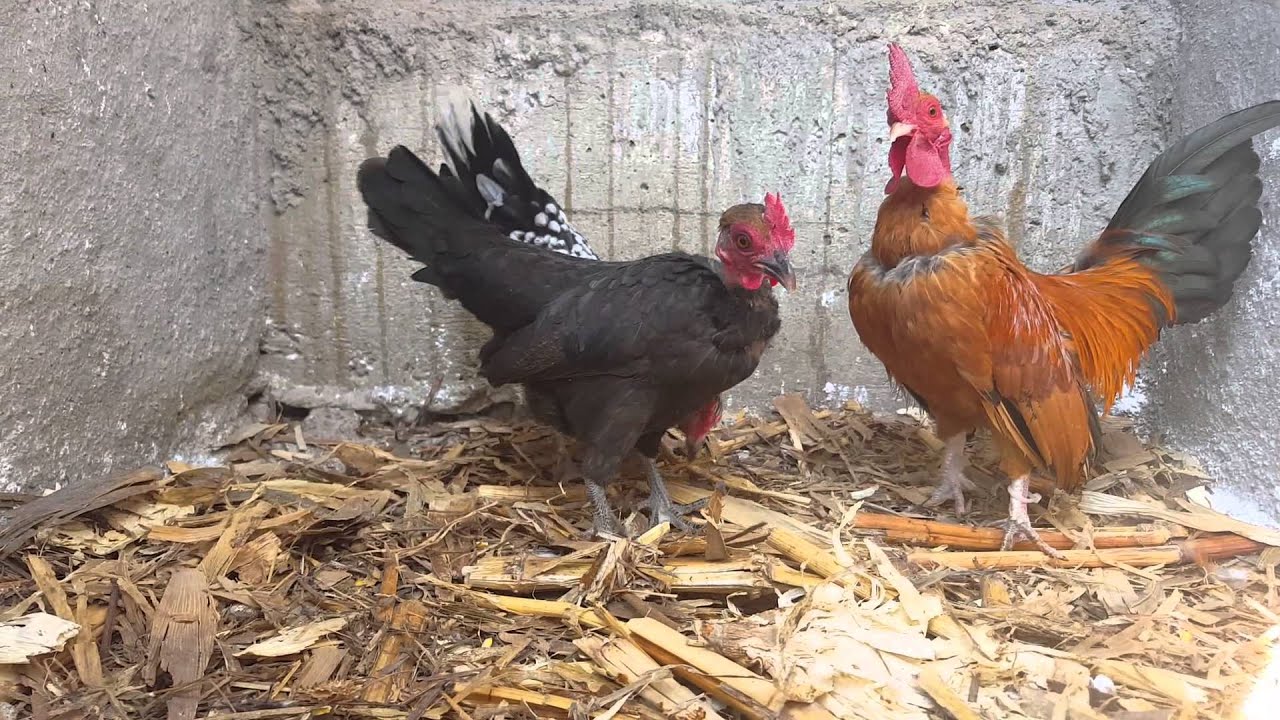 Kikirikis lotes 2015 2016 P. El Sueño YouTube