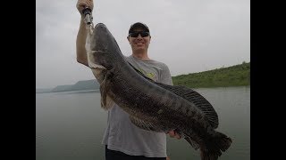 10Kg Giant Snakehead Wild Fishing Thailand - Bkkguy