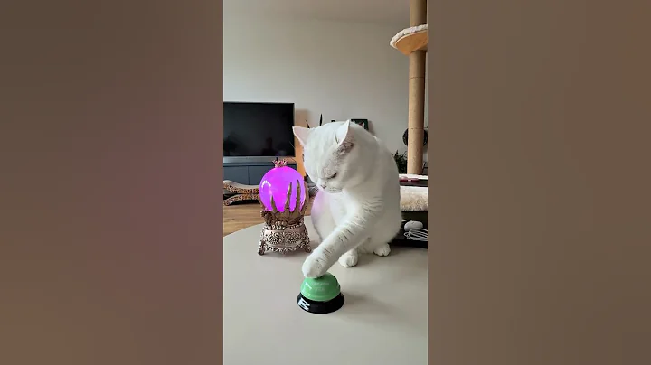 Video 11266761: white cat funnycats, cat funnycats cute, cat belle, white cat cute funny