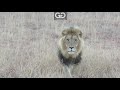 Tarzan facing me head on
