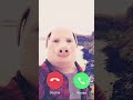 Ref:0aGf20GyY44 Cochon qui appelle