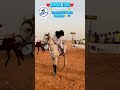 « Le cheval Amoutour est en grande forme. »