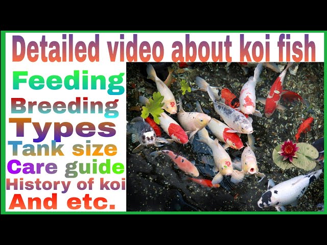 All About Koi Fish In Just 3 Minutes @TheKoiPartner class=