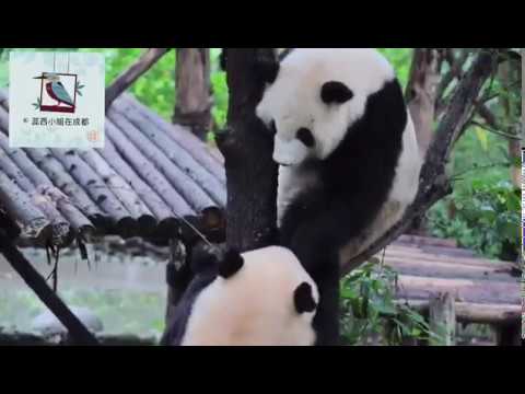 成都大熊猫繁育研究基地，二号别墅的大熊猫毛桃把福来拉下树了。男生不要欺负女生哦