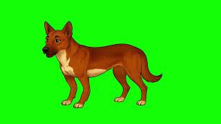 Dog Laugh Green Screen