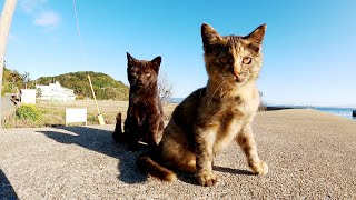 【猫島】黒子猫「ニャンだこれ？」、サビ子猫「兄ちゃん、危ないよ〜」