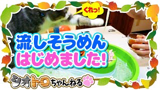 流しそうめんやってみた。〜I ate nagashi soumen.〜