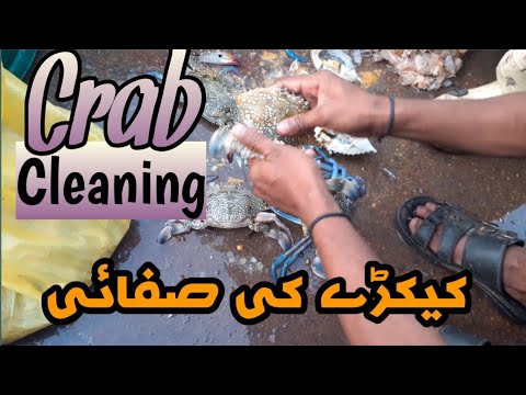 Sea Food Video | Crab Cleaning | Karachi Fishery Market | کیکڑے کی صفائی