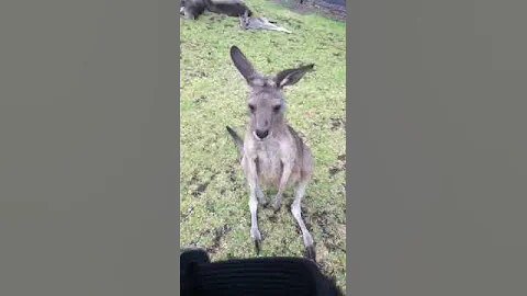 Lol Roo