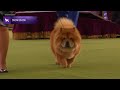 Chow Chows Breed Judging 2024 