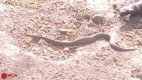 Video Sở hữu nọc độc đáng sợ, rắn đuôi chuông vẫn bị loài này cắn nát đầu