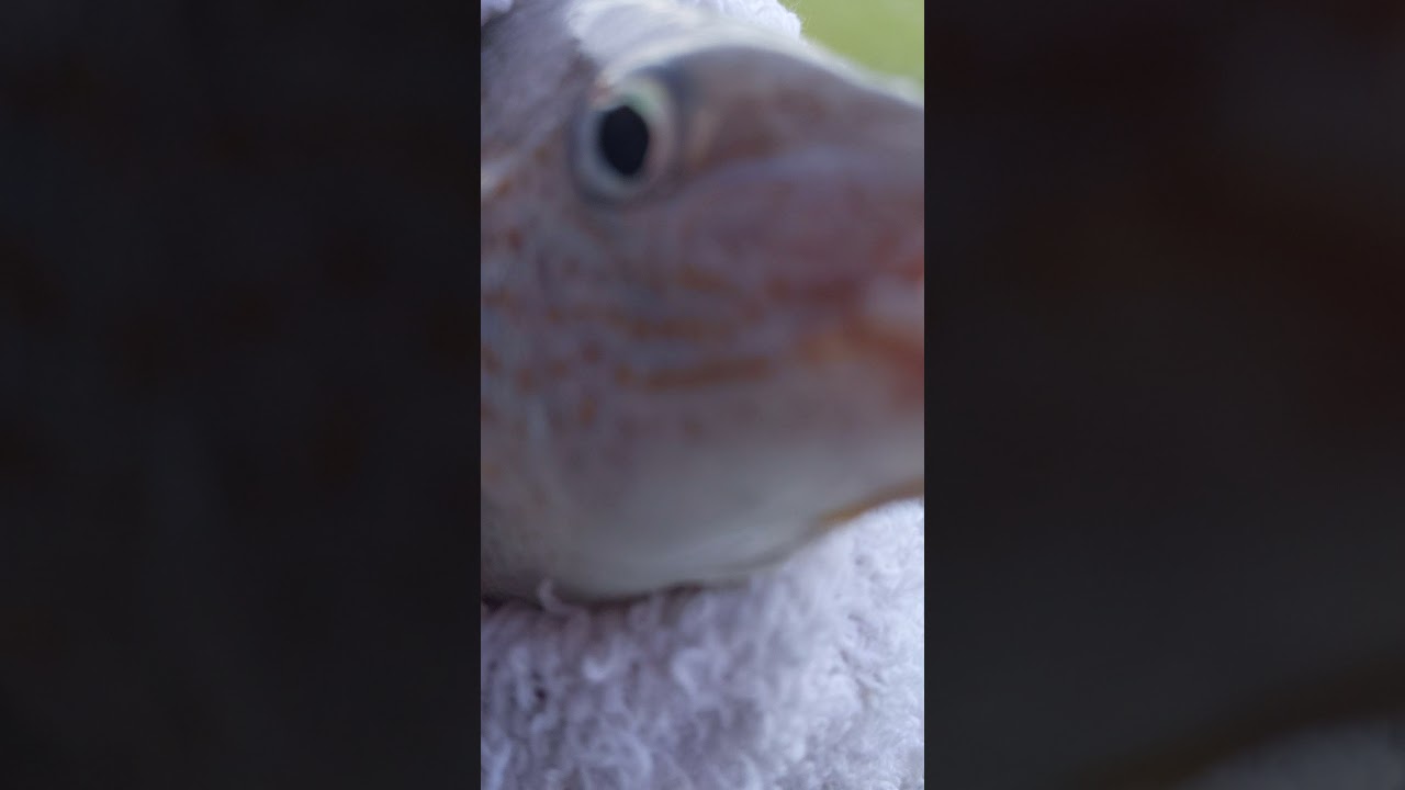 spending time with a pigfish.