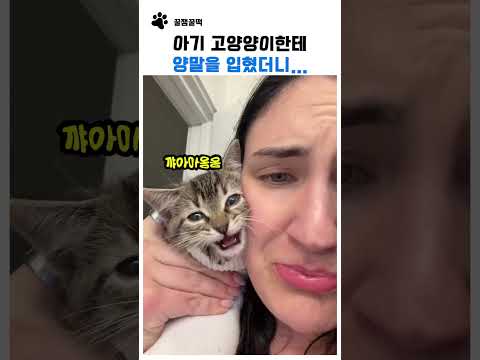 아기 고양이한테 양말을 입혔더니 thumbnail