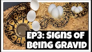 2022 ball python breeding season! + new series how to breed ball pythons! (Ep3)