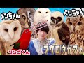 我が家のフクロウ達とフクロウカフェに行ったら凄すぎた( ﾟεﾟ；)
