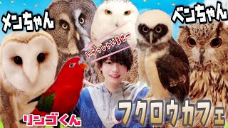 我が家のフクロウ達とフクロウカフェに行ったら凄すぎた( ﾟεﾟ；)