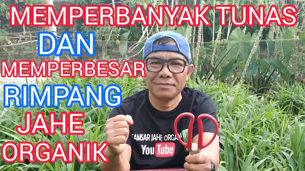 MEMPERBANYAK TUNAS JAHE DAN MEMPERBESARKAN RIMPANG JAHE ORGANIK