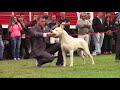 AMDA Dogo Argentino Show 2018