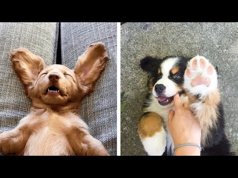 Video: Topp 5 Greatest Puppy + Baby Videos i Youtubeens historia