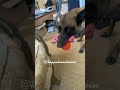 Luppa choisit un joujou avant de sortir  elle ne sort jamais sans son jouet   malinois doglover