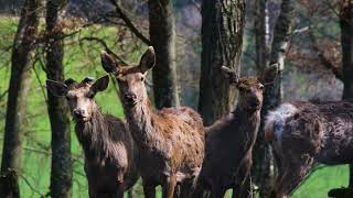 Forest dancers…… peaceful piano improvisation…. song blessing offered with love.