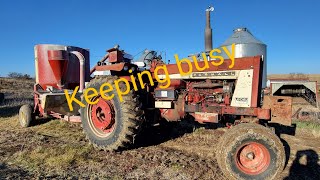 ih 766 returns (for a bit) and cleaning the calving pen